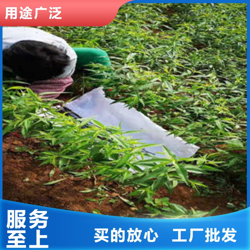 【桃树苗】苹果苗专注细节更放心