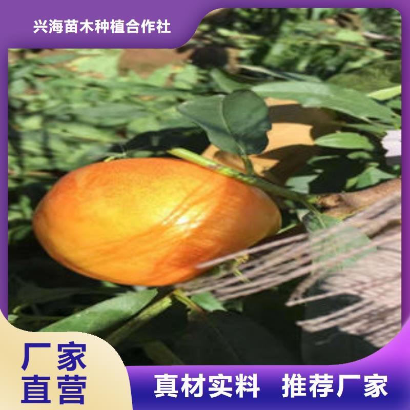 桃树苗今日价格