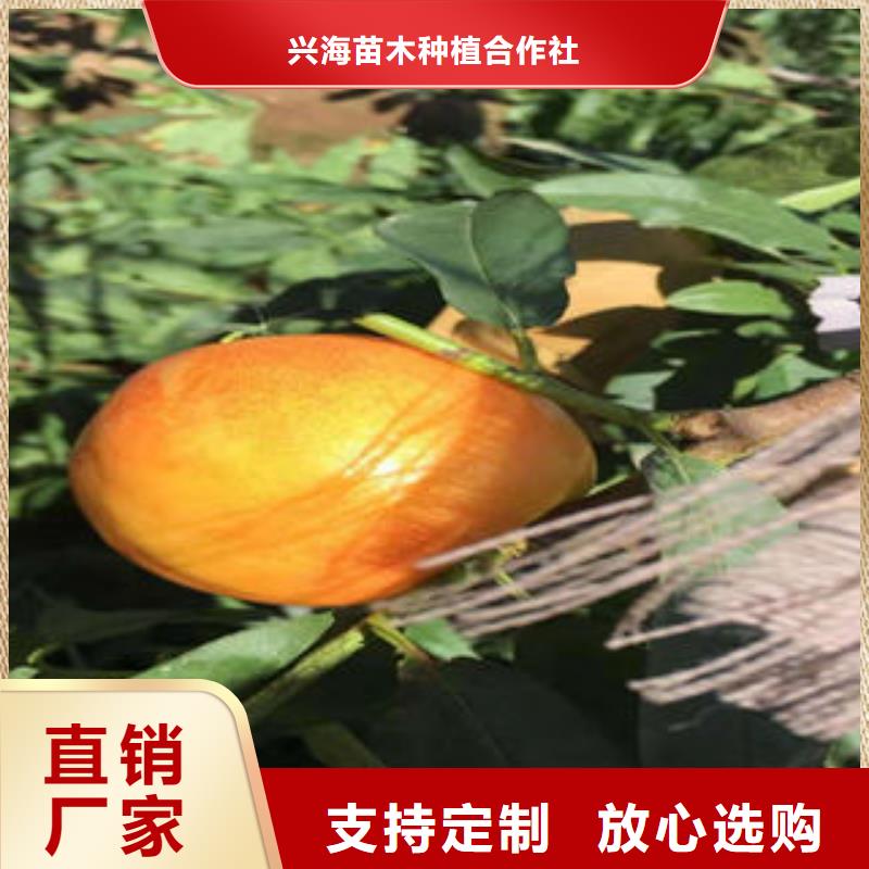 桃树苗,花椒苗当地厂家值得信赖