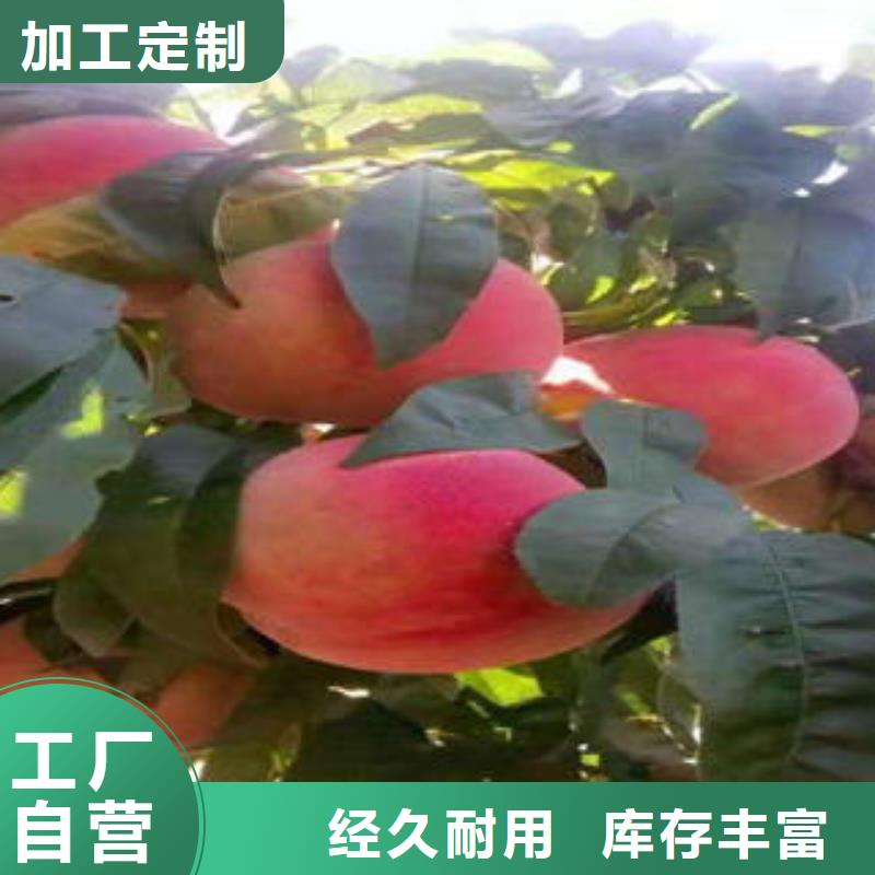 【桃树苗每个细节都严格把关】