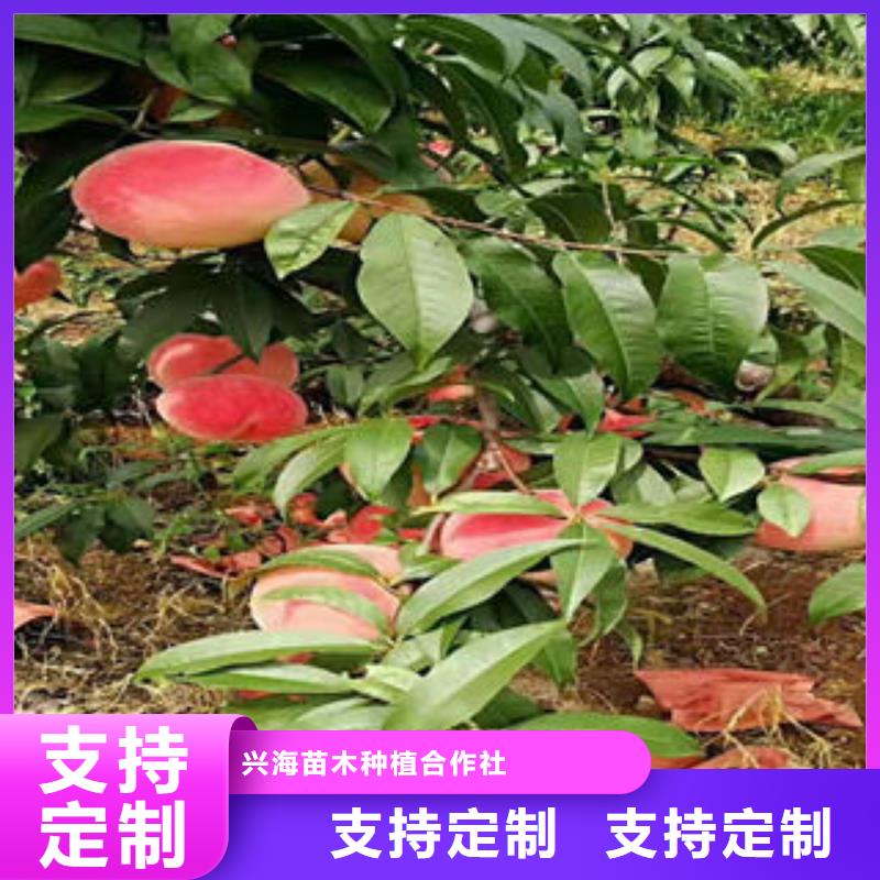 桃树苗-【花椒苗】诚信经营