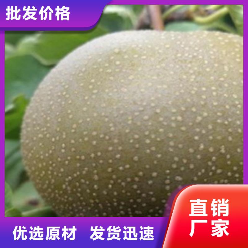 梨树苗花椒苗质量上乘