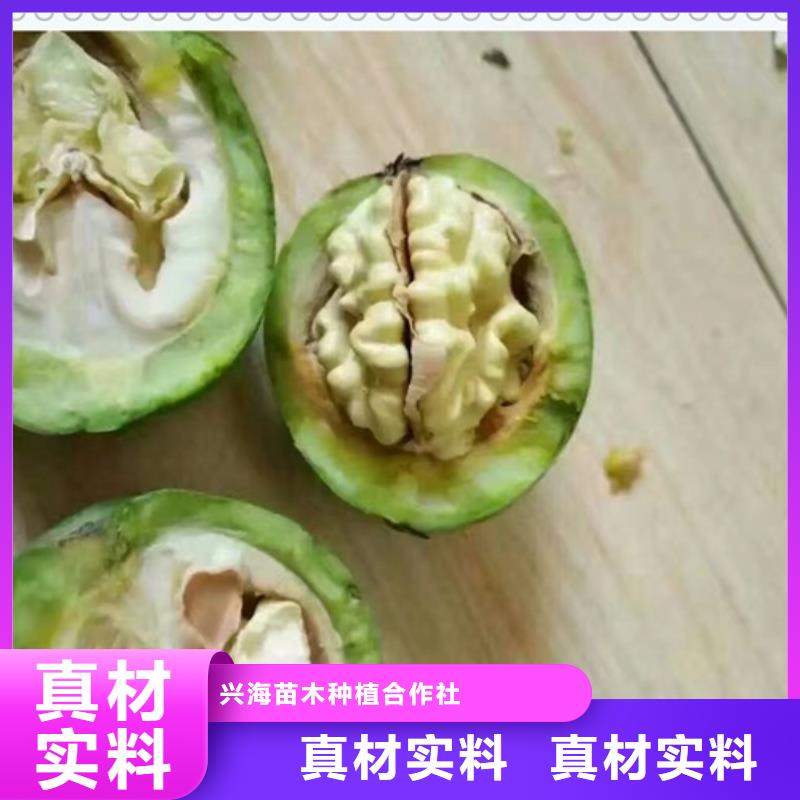 核桃苗,李子苗合作共赢