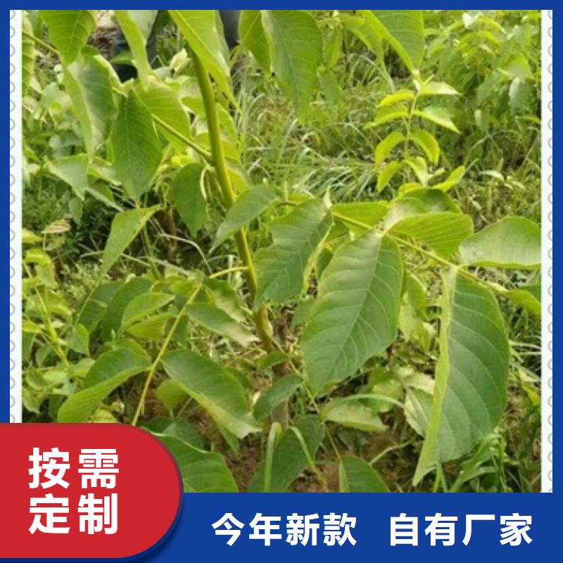 核桃苗蓝莓苗层层质检