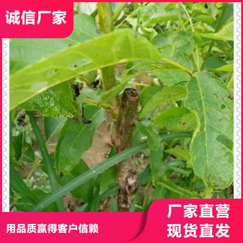 【核桃苗】蓝莓苗行业优选