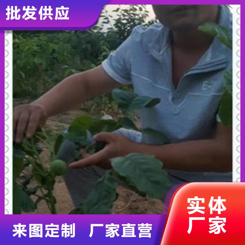 【核桃苗】苹果苗用品质说话