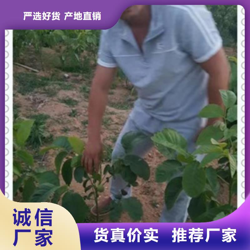 核桃苗李子苗优质原料