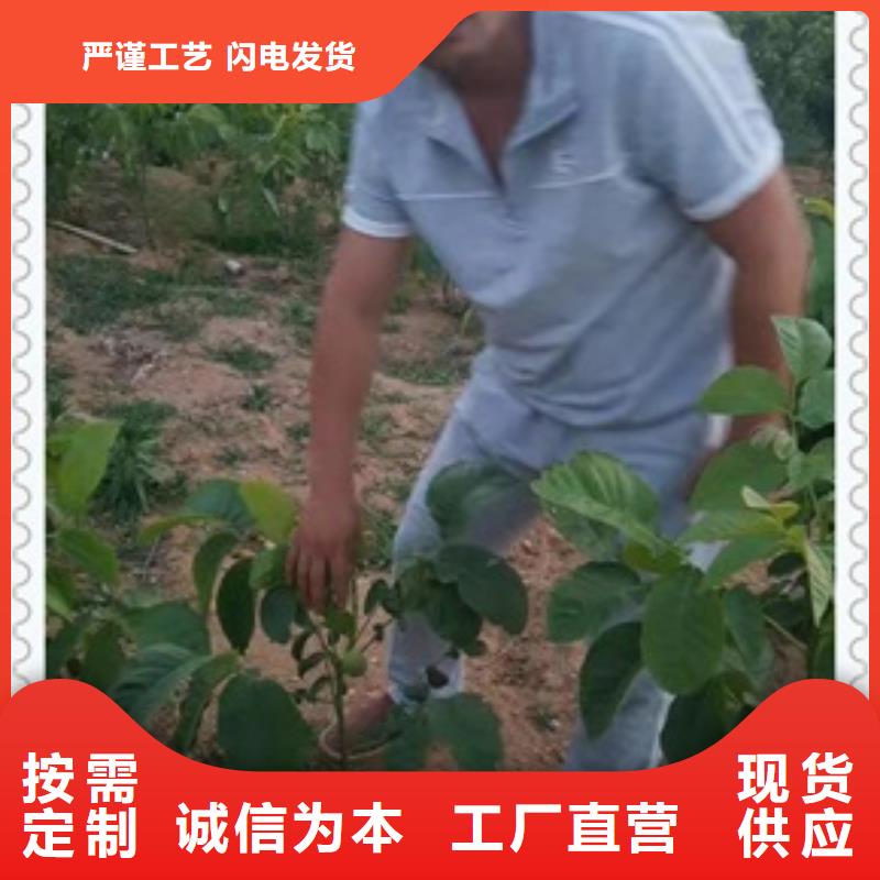 【核桃苗苹果苗厂家售后完善】