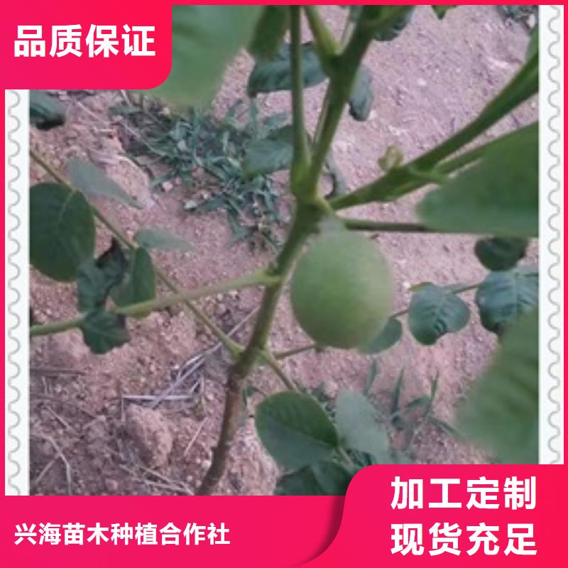 【核桃苗】李子苗闪电发货