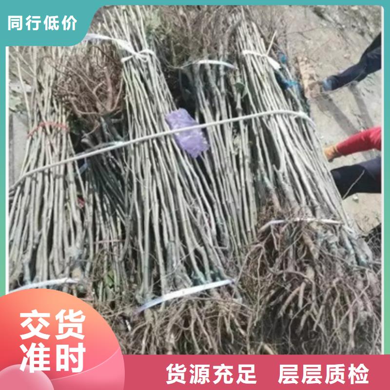 板栗苗经销商