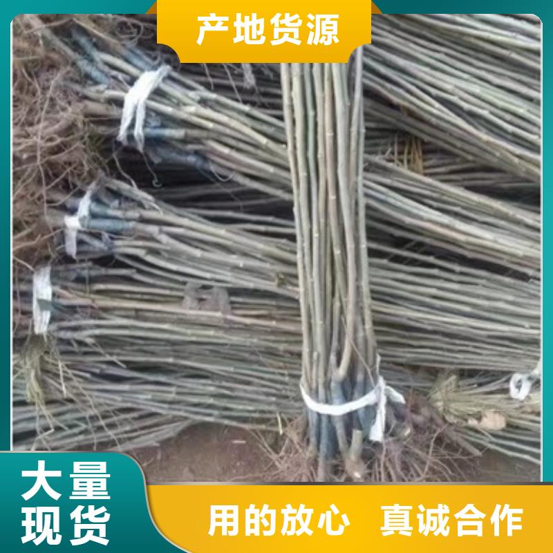 板栗苗核桃苗多家仓库发货