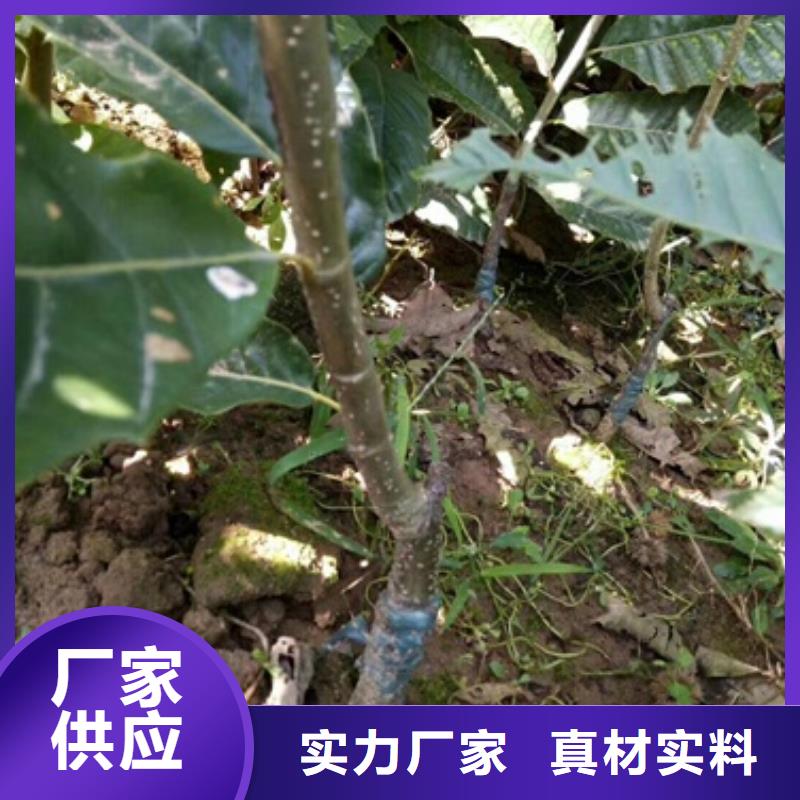 【板栗苗桃树苗量大从优】