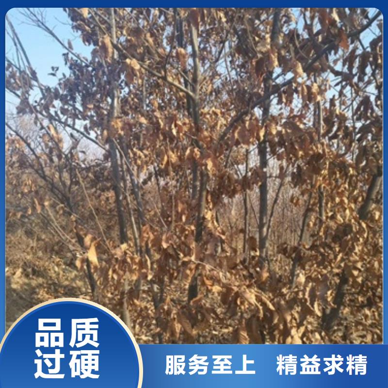 板栗苗_山楂苗工艺层层把关