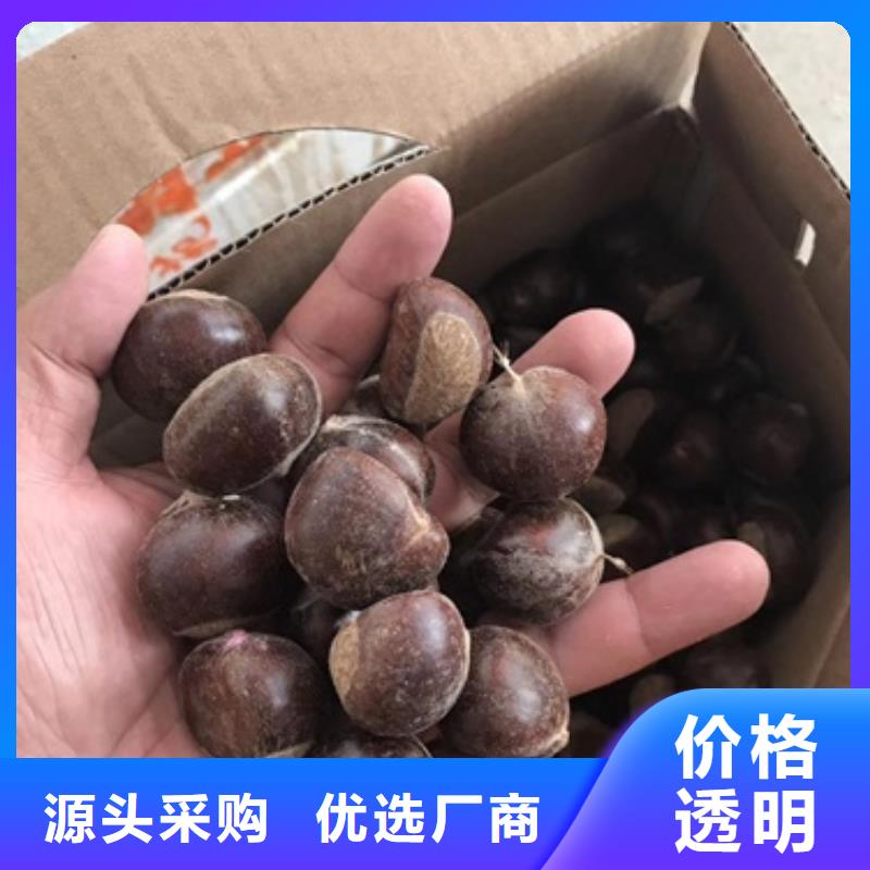 板栗苗精致工艺