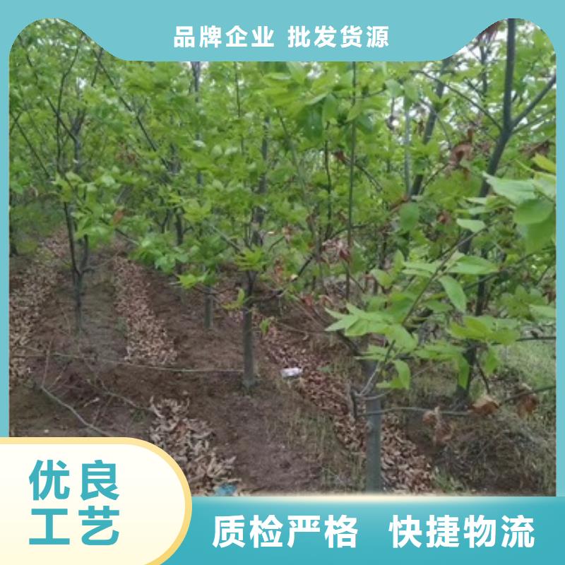 板栗苗_山楂苗工艺层层把关