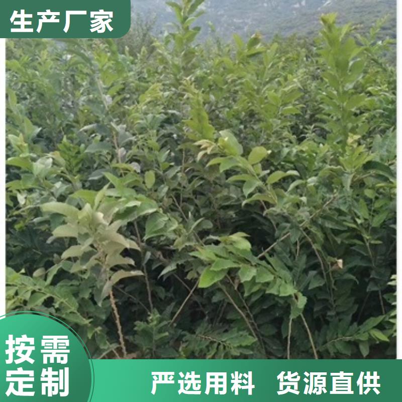 板栗苗_山楂苗工艺层层把关