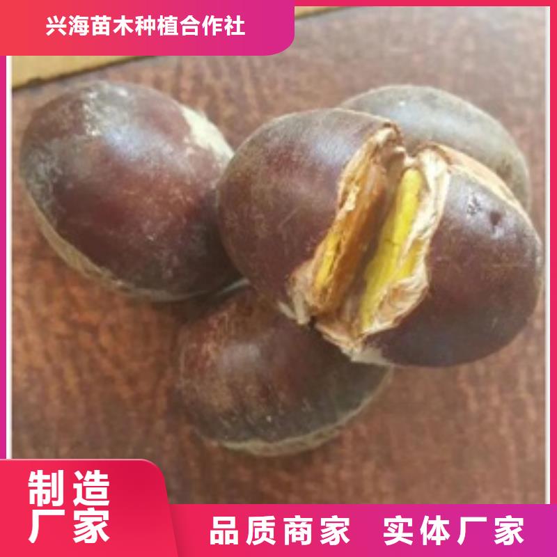 板栗苗蓝莓苗货真价实