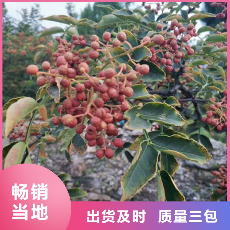 花椒苗梨树苗采购无忧