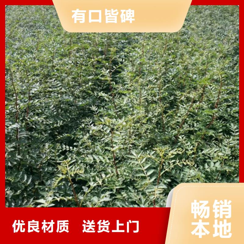 花椒苗梨树苗从厂家买售后有保障