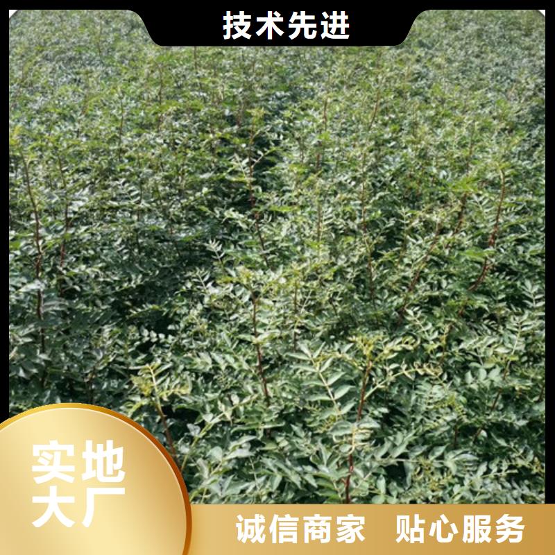 花椒苗梨树苗从厂家买售后有保障