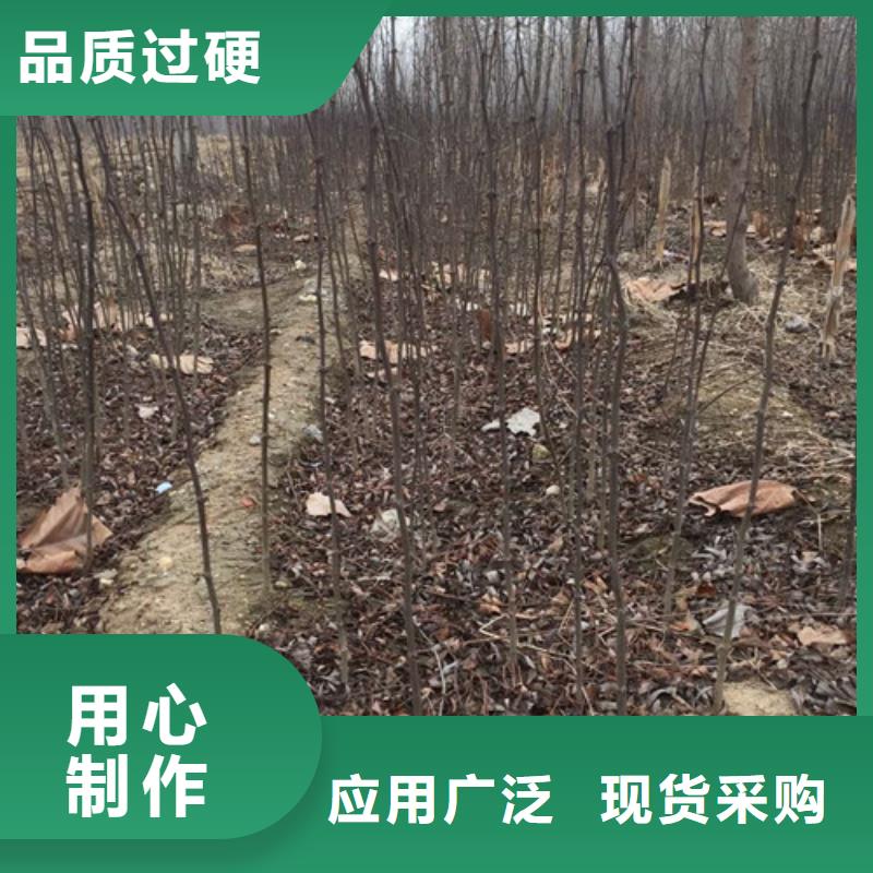 花椒苗苹果苗工厂直营