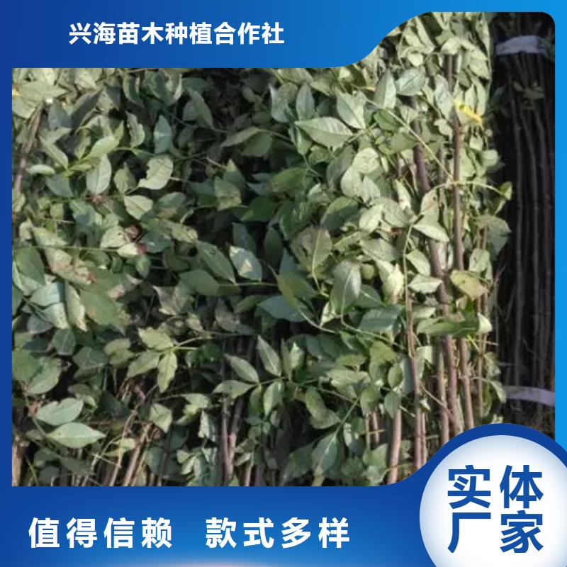 花椒苗苹果苗产品细节参数