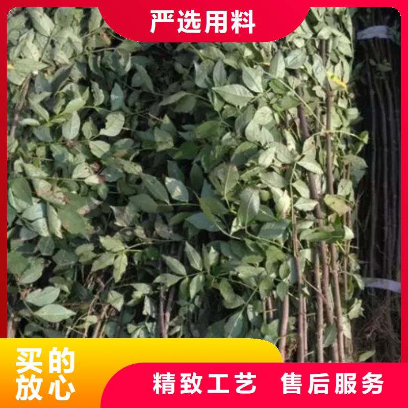 花椒苗苹果苗货品齐全