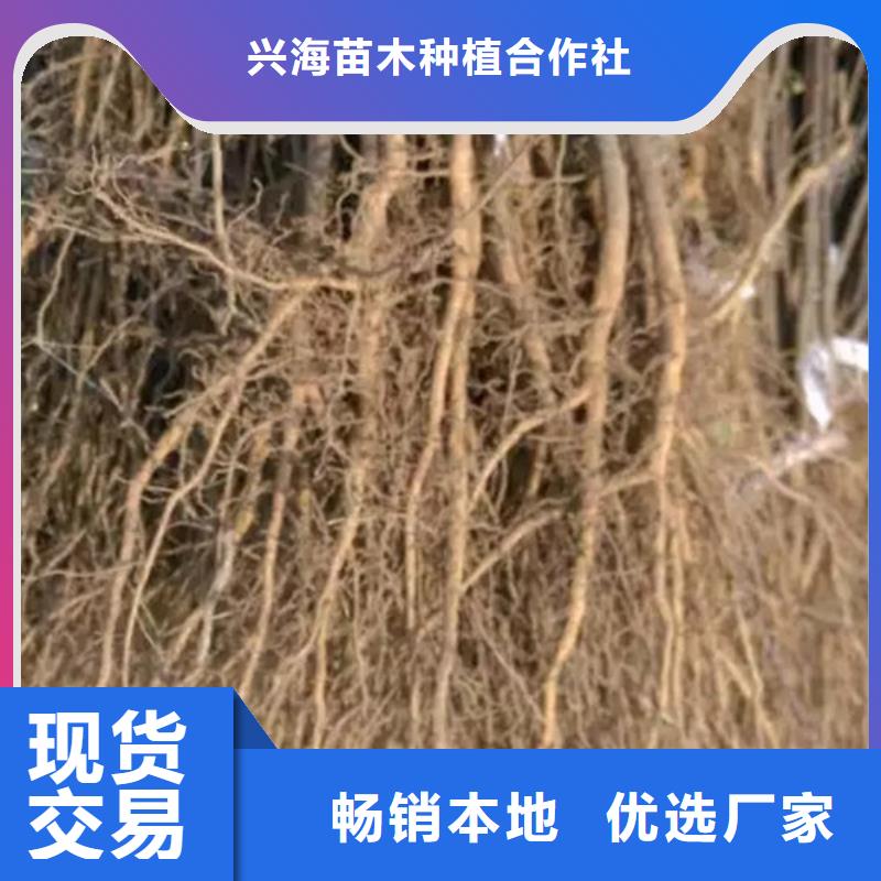 花椒苗桃树苗海量现货直销