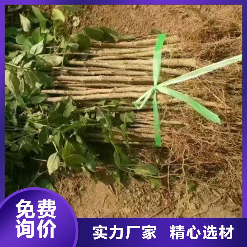 花椒苗蓝莓苗重信誉厂家