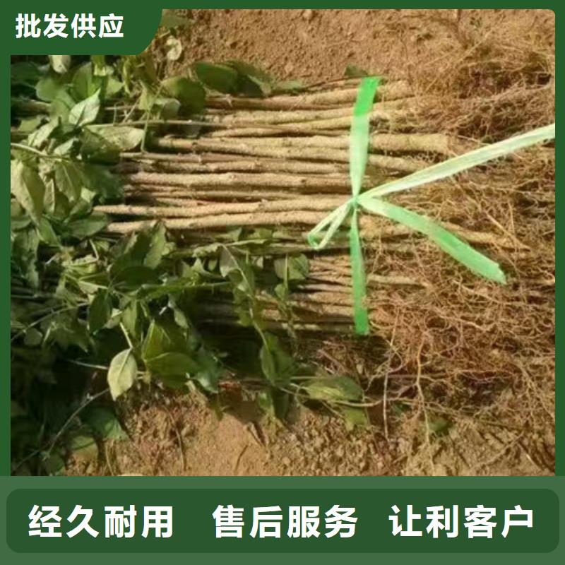 花椒苗桃树苗海量现货直销