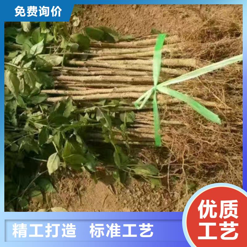 花椒苗好品质售后无忧