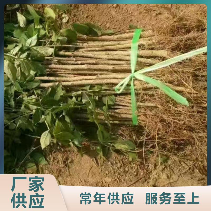 花椒苗蓝莓苗应用范围广泛