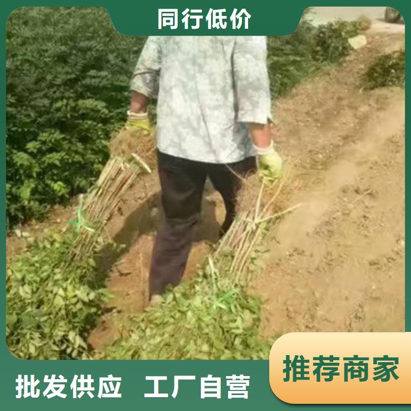 花椒苗-苹果苗厂家实力雄厚