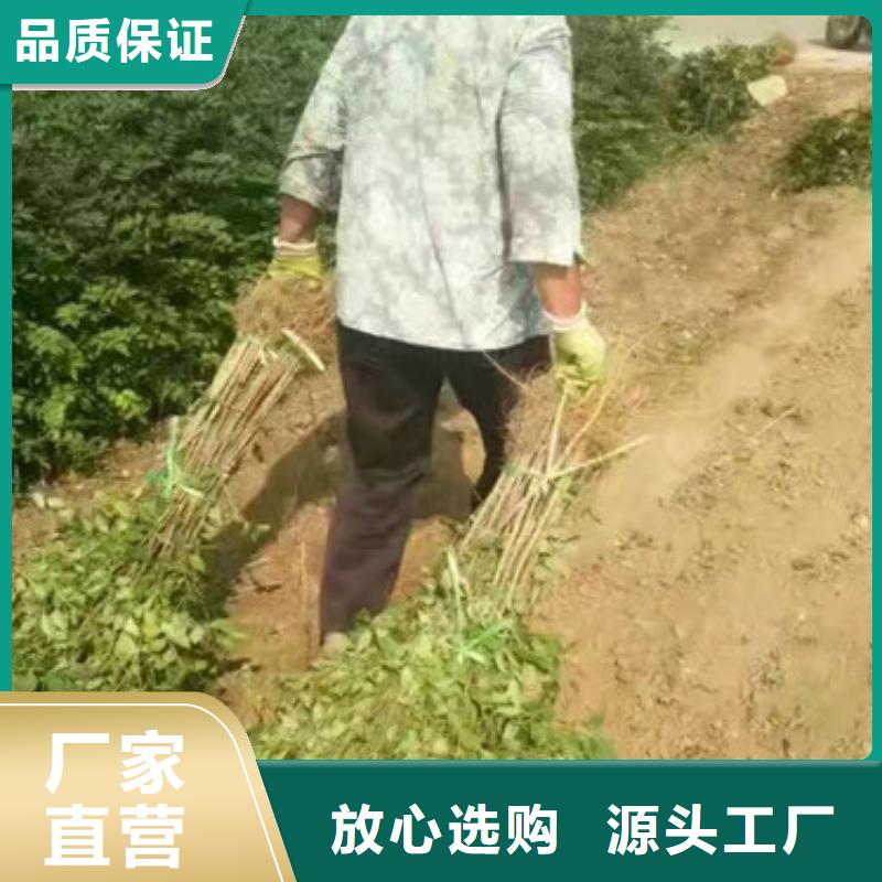 花椒苗桃树苗工厂现货供应