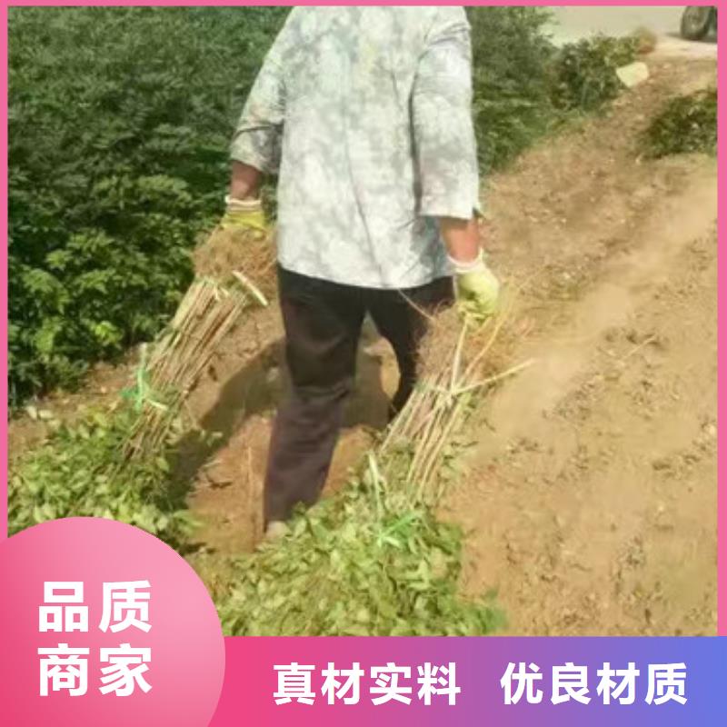 【花椒苗李子苗支持货到付清】