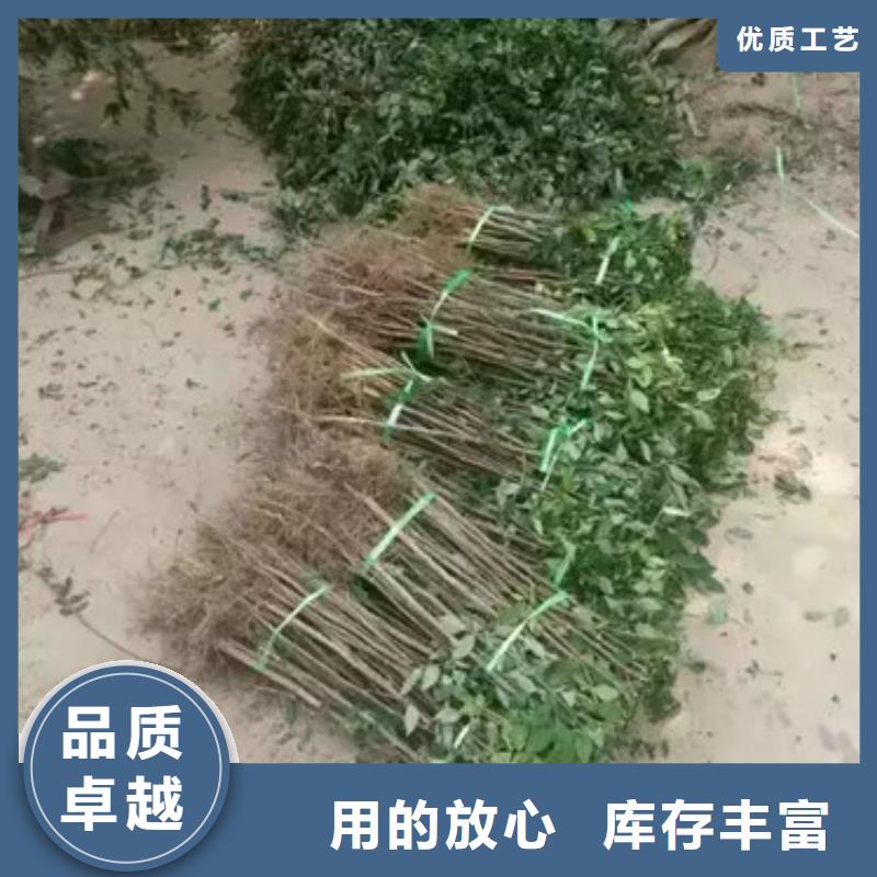 花椒苗-【桃树苗】全品类现货