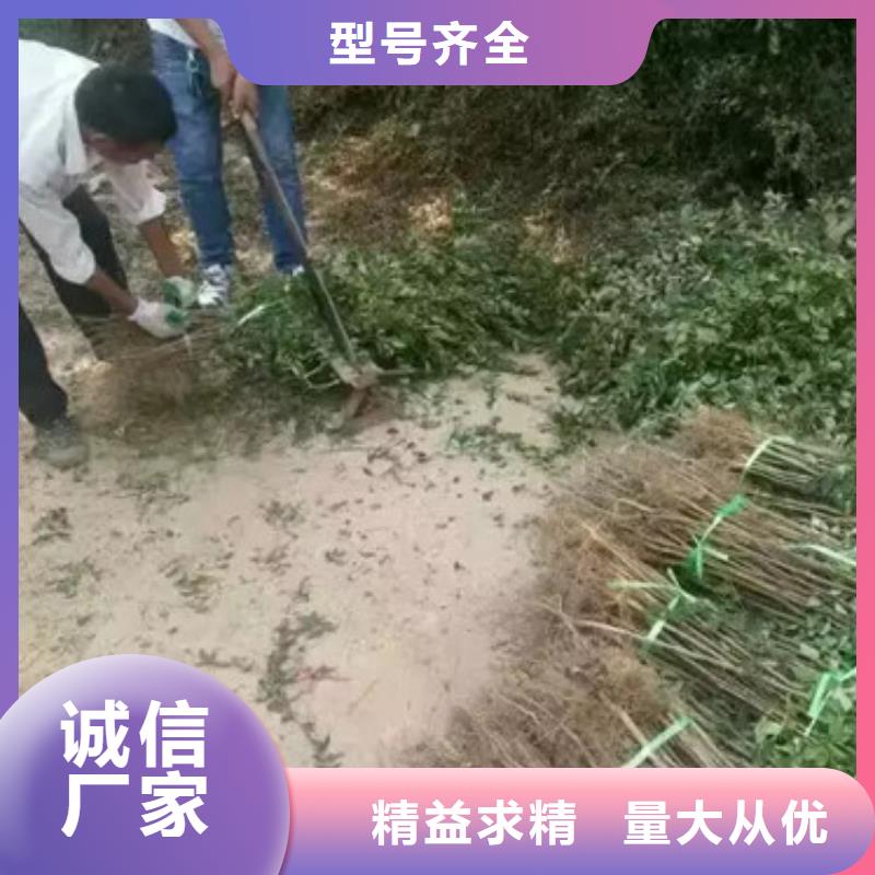 花椒苗梨树苗工厂自营