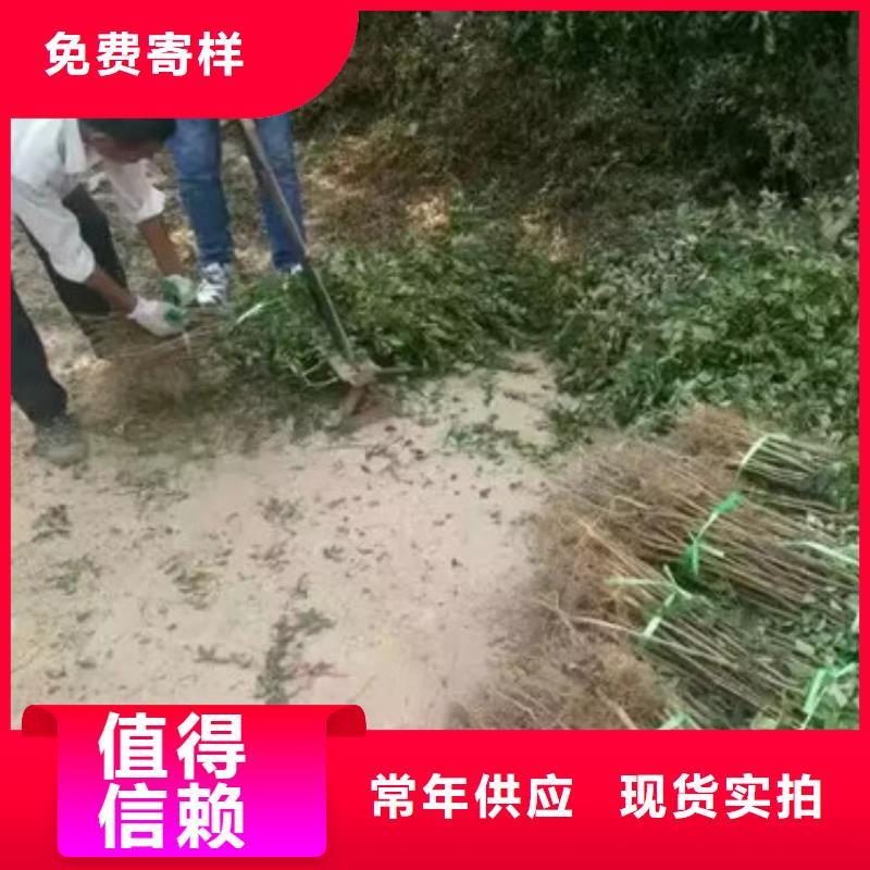 【花椒苗,梨树苗老品牌厂家】