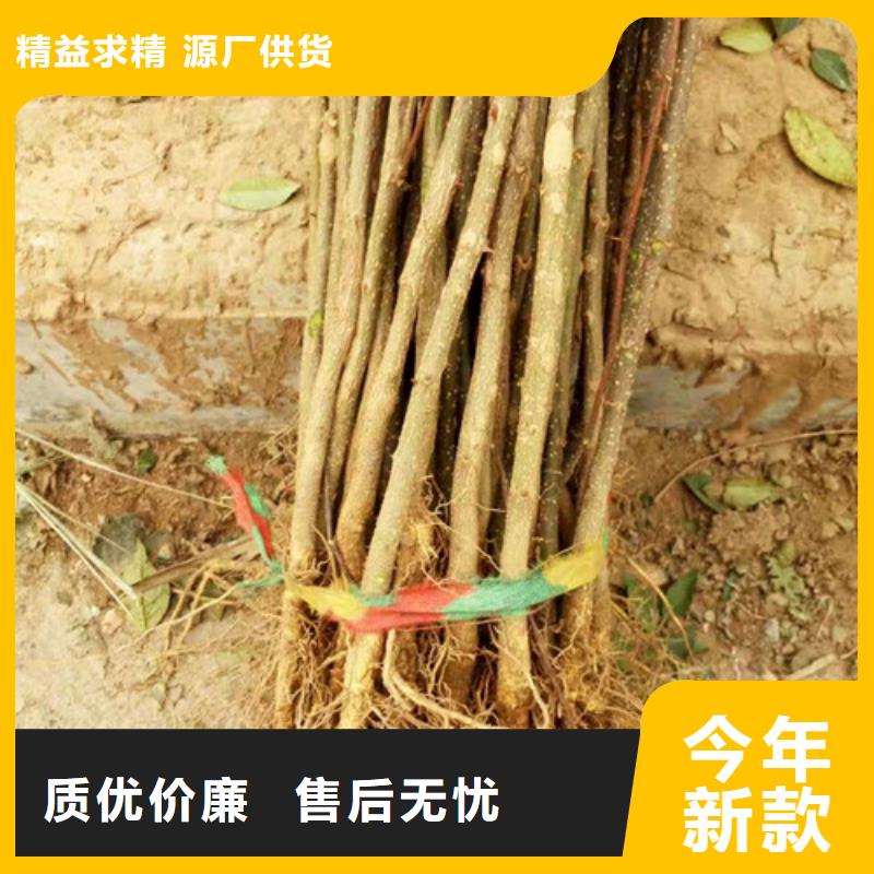 花椒苗苹果苗产品细节参数