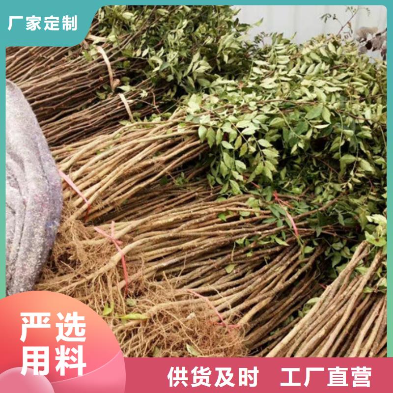 花椒苗_核桃苗高标准高品质