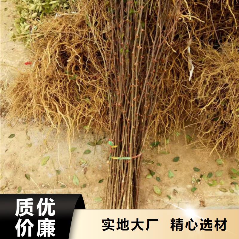 花椒苗梨树苗厂家大量现货