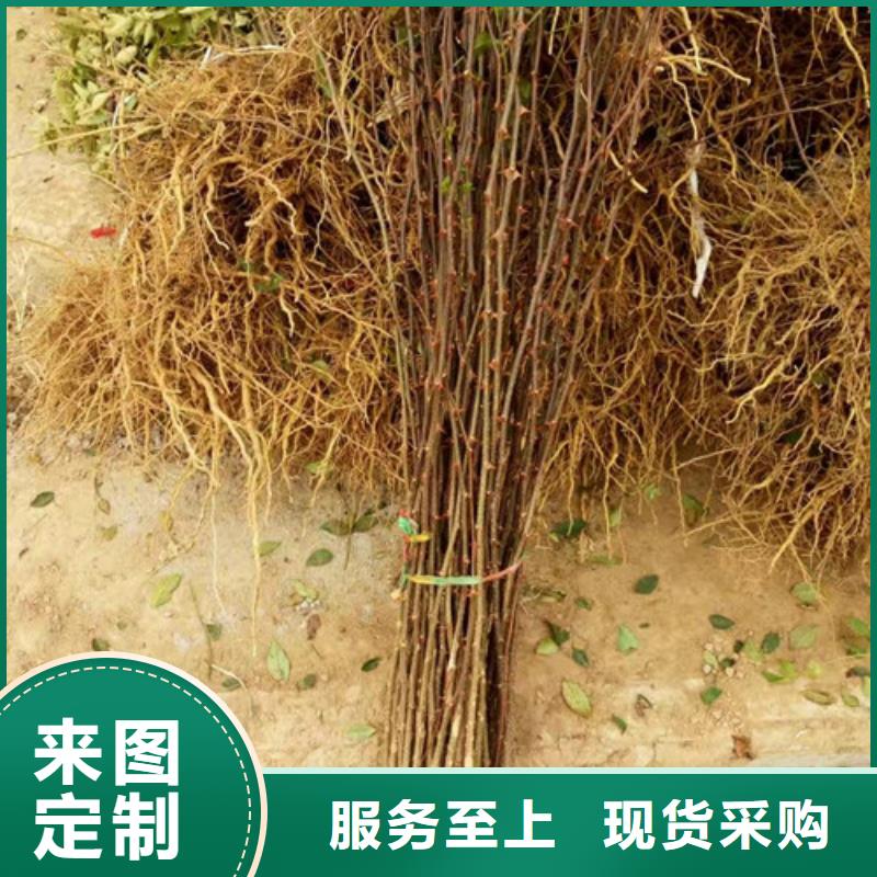 花椒苗【梨树苗】专业信赖厂家