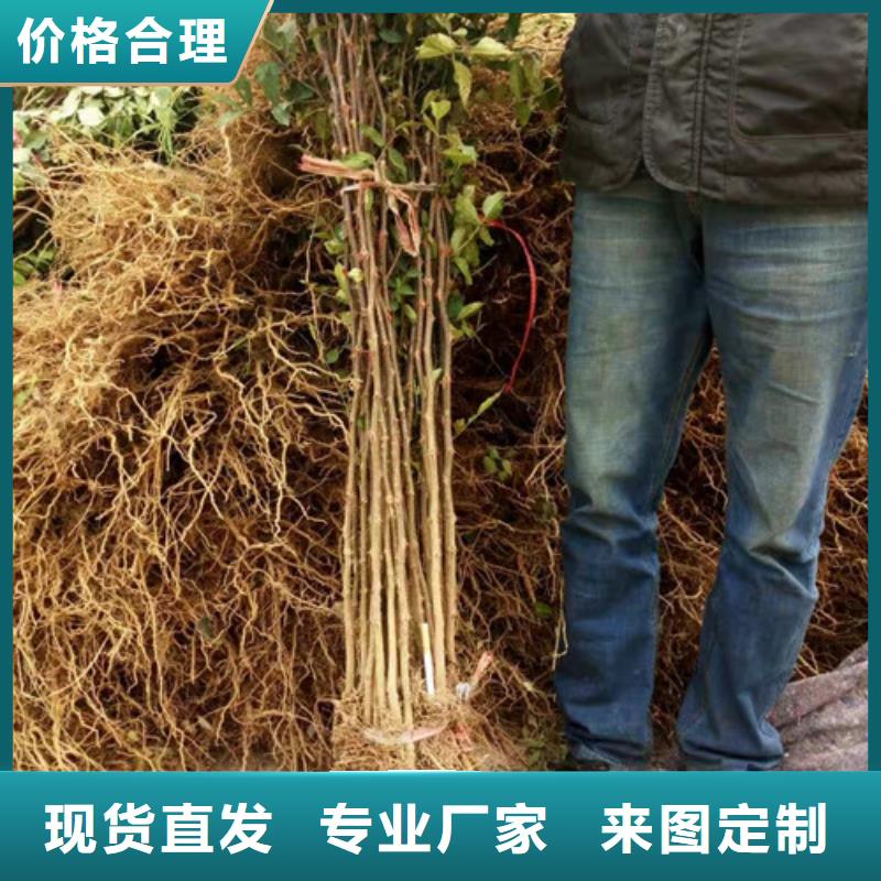 花椒苗山楂苗订制批发