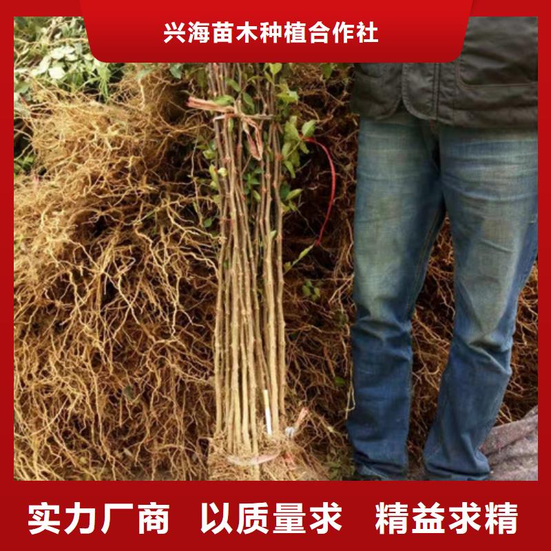 花椒苗,核桃苗您想要的我们都有