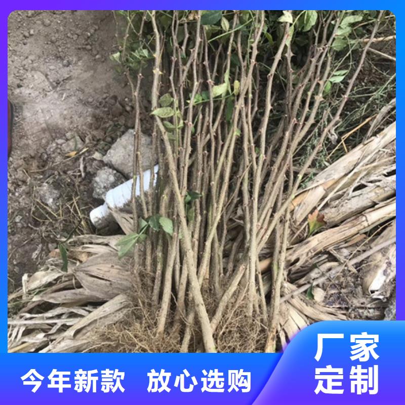 花椒苗蓝莓苗应用范围广泛