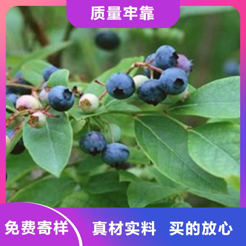 【蓝莓苗】核桃苗拥有多家成功案例