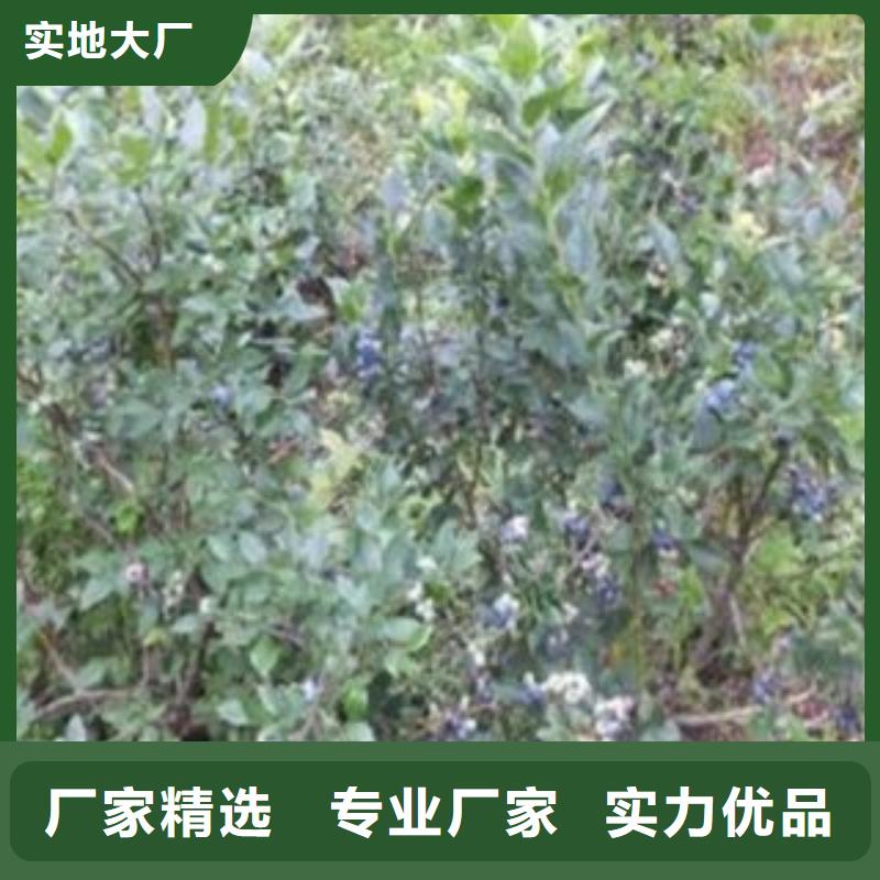 蓝莓苗桃树苗型号全价格低