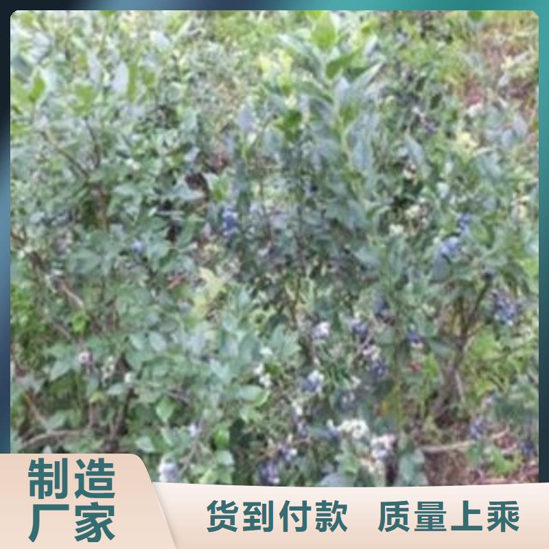 蓝莓苗山楂苗货品齐全