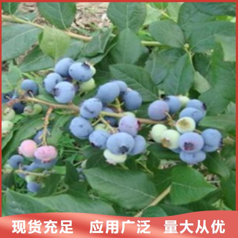 蓝莓苗-桃树苗真材实料加工定制