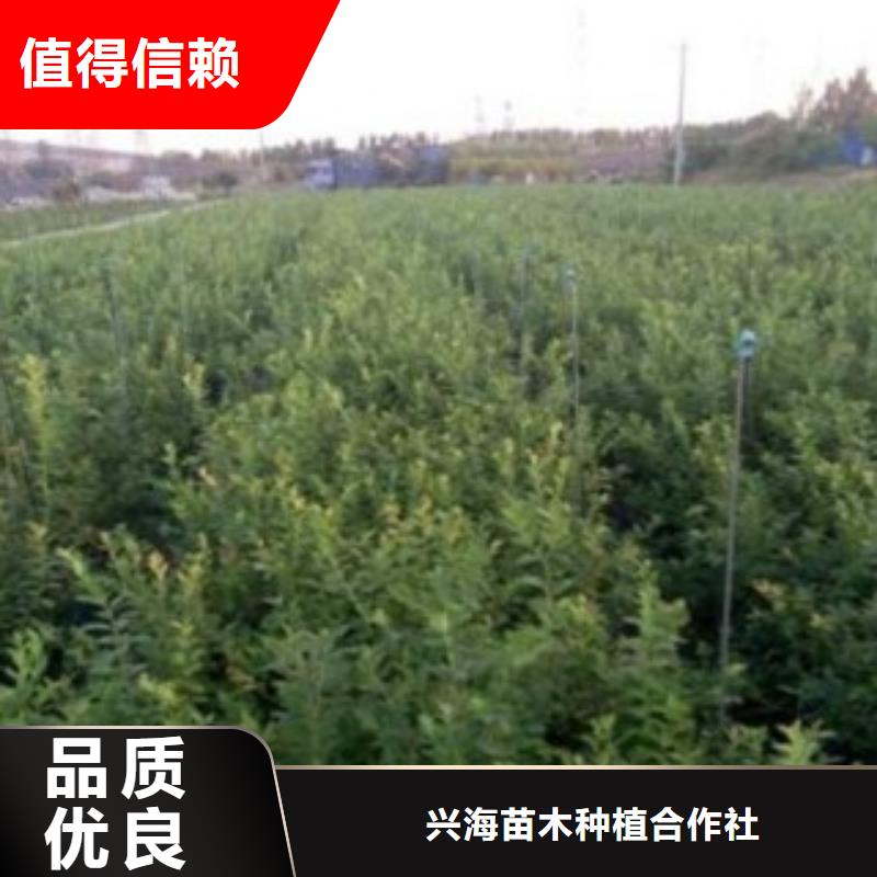 蓝莓苗-桃树苗真材实料加工定制